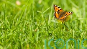 GUIDE: How to bring your lawn to life