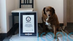 World’s oldest dog celebrates birthday