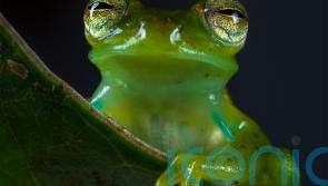 Almost half of animal species are in decline, research finds