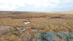 MEPs ‘have to make up mind quickly’ on key EU environmental law, says Ryan