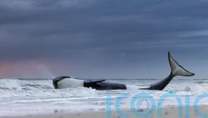 See the stunning photos from the Wildlife Photographer of the Year awards