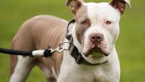 Kilkenny-Carlow TD 'wholeheartedly welcomes' ban on XL Bully dogs