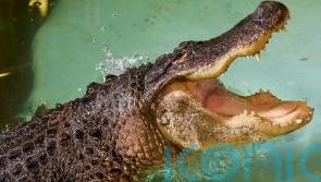 Alligator in Kilkenny filmed stalking and lunging at camera