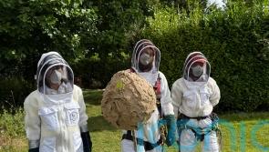 Nest of invasive Asian hornets ‘safely removed’ in first for Ireland