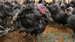 Urgent alert for Kilkenny bird owners - Avian flu outbreak confirmed in turkey flock in Carlow