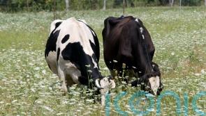 First suspected bluetongue outbreak in Northern Ireland under investigation