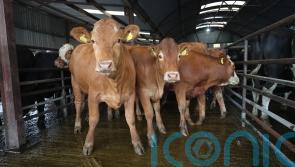 Illegal movement of cattle across Irish border led to 2004 probe, files show