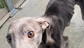 Badly neglected dog can now look forward to loving foster home - Kilkenny Dog Shelter
