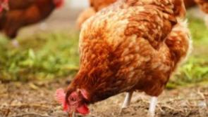 Breaking: Bio security alert for Kilkenny farms -   housing order for poultry to protect against bird flu issued by minister