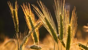 Baling Assistance Payment Scheme  open to Kilkenny Farmers