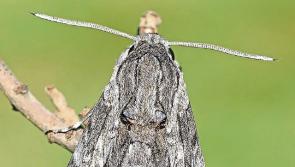 Chance to get up close and personal with some moths in Kilkenny