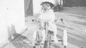 Memories of the cycling Kilkenny dog
