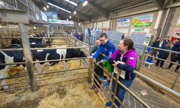 Pictures: Major cattle sale held in Kilkenny
