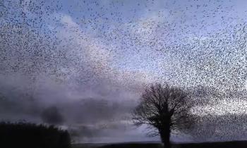 WATCH: Amazing footage of 'unforgettable' starling murmurations in Kilkenny