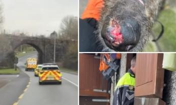 'Heartbreaking' - Huge reaction to Kilkenny garda-led operation