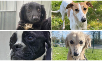 PICTURES: Gorgeous Kilkenny dogs begin new journeys as they look for forever homes