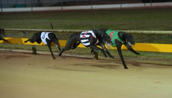 Kilkenny greyhounds: Chanceme Jay might be one to watch