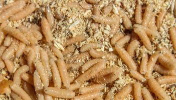 A plague of maggots in Castlecomer - Kilkenny People Archive