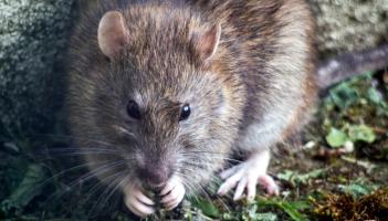 OTD: 'Fear' as children suffering due to plague of rats in Kilkenny