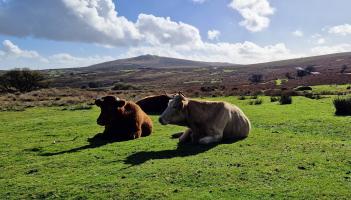 Grazing