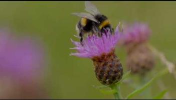 WATCH: Kilkenny County Council launches new Biodiversity Action Plan