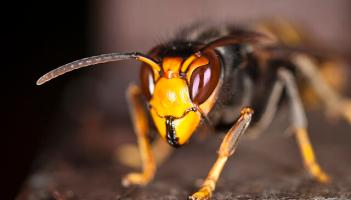 Public urged to remain vigilant as nest containing 'destructive' Asian hornets is located