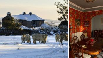 Live among the owls at this stunningly refurbished property for sale in Kilkenny