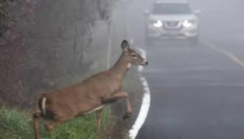 Kilkenny drivers urged to be 'extra vigilant' with deers on the road