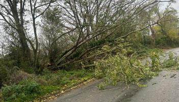 LIVE: Kilkenny road blocked by fallen tree as harsh weather hits the locality