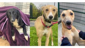 Three dogs waiting to be adopted ahead of Christmas time in Kilkenny