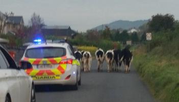 Concerns over cow 'muck' being left on rural roads in Kilkenny