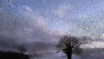 WATCH: Amazing footage of 'unforgettable' starling murmurations in Kilkenny
