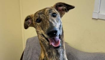 'Big bouncy pup' surrendered to shelter in Kilkenny seeking forever home