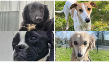 PICTURES: Gorgeous Kilkenny dogs begin new journeys as they look for forever homes