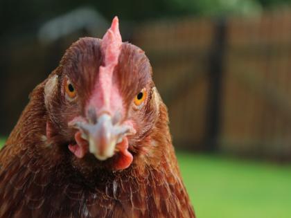 Save Hens From The Slaughter Charity Has Birds For A Good - 