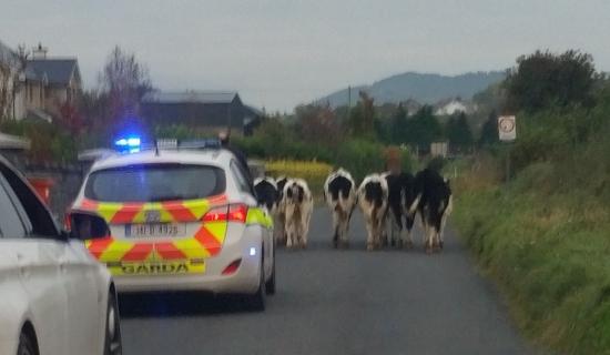 Concerns over cow 'muck' being left on rural roads in Kilkenny