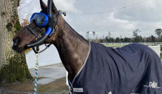 British trainer&rsquo;s hilarious Goffs Thyestes Day post as horse makes Gowran Park debut in Kilkenny