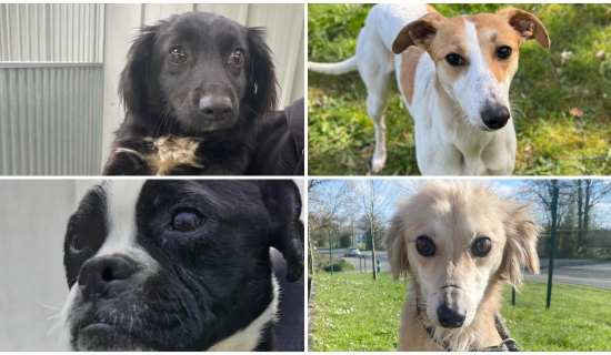 PICTURES: Gorgeous Kilkenny dogs begin new journeys as they look for forever homes