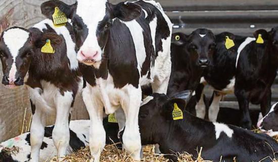 Big increase in calves on offer at Kilkenny Mart