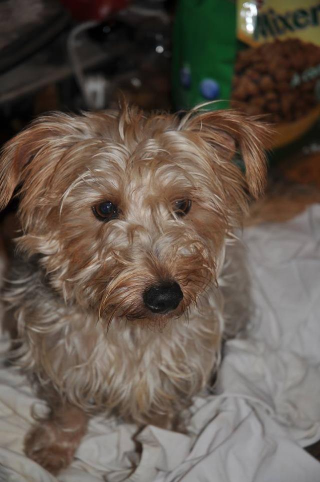 Adorable terrier found wandering in freezing conditions in ...