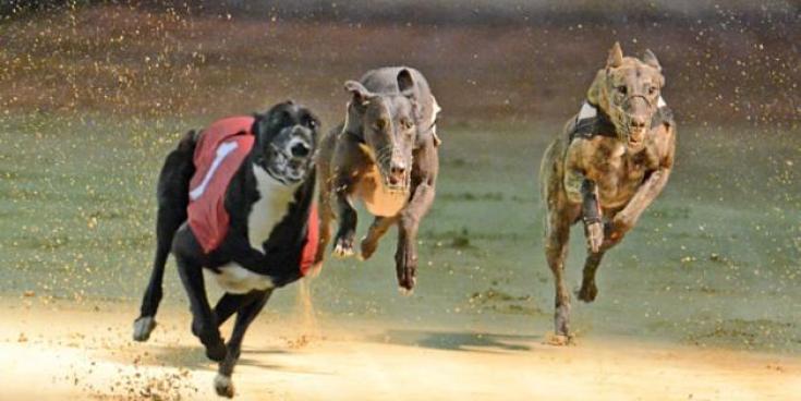 'Horse manure' - Kilkenny TD calls out critics of greyhound and horse racing sectors