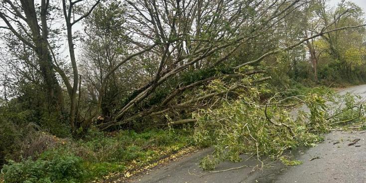 LIVE: Kilkenny road blocked by fallen tree as harsh weather hits the locality