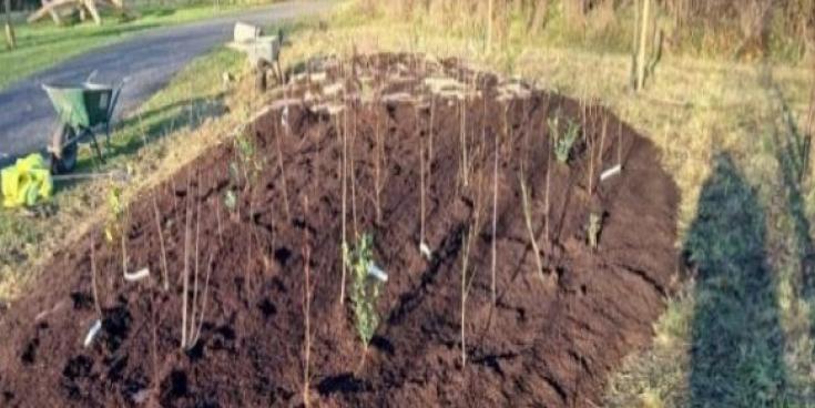 Kilkenny 'microforests' to thrive under Japanese botanist's innovative method
