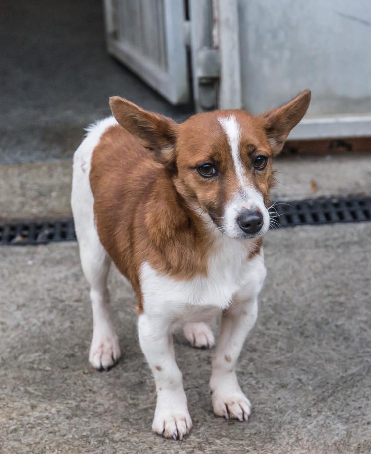 PICTURE GALLERY Heartbreaking Kilkenny dog pound under serious