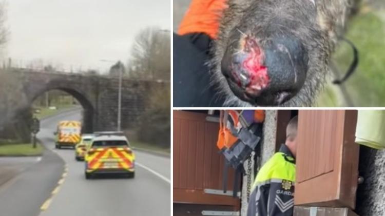 'Heartbreaking' - Huge reaction to Kilkenny garda-led operation