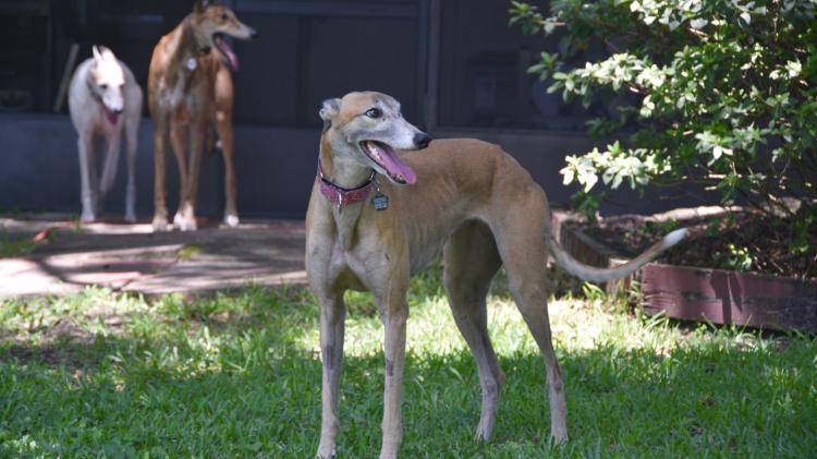 Figures reveal twelve&nbsp;dogs killed at Kilkenny&nbsp;dog track in 2025