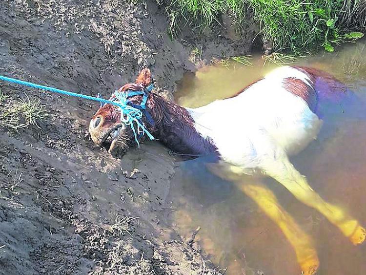 Zero tolerance to animal cruelty garda chief superintendent