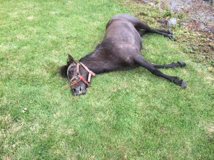 Outrage as exhausted horse collapses and dies in front garden on