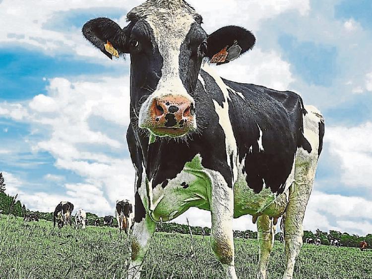 Serious concern over legal challenge to €150m Kilkenny cheese facility