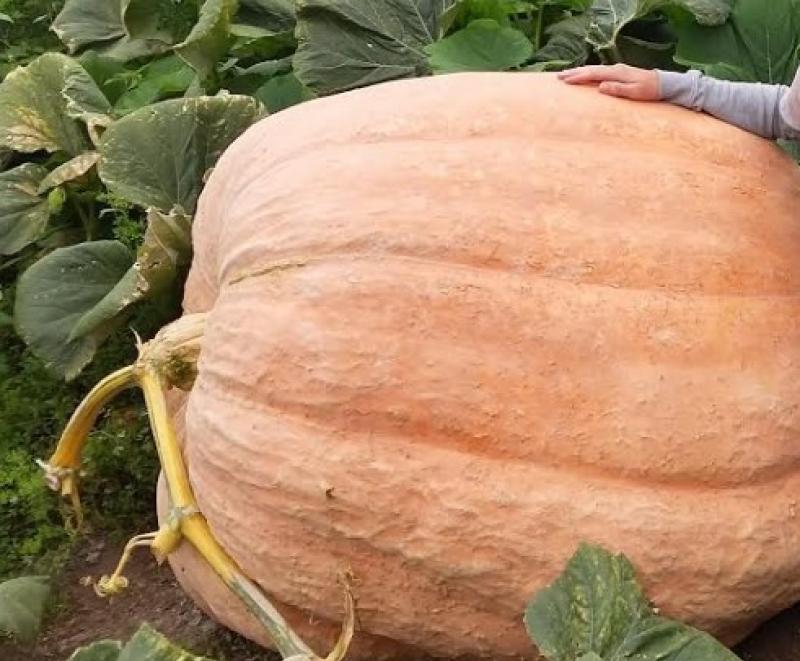 They grow their veg big down in south Kilkenny